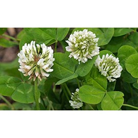 White Clover Seeds, Nitro-Coated and Inoculated, 1 Pound