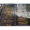 Anne Raspberry - 5 Golden Raspberry Plants - Everbearing -