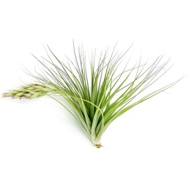 ragnaroc Air Plants - Flowering Tillandsia Lilla Lilac, Large 5" - 2ct - Live Arrival Guaranteed - House Plants for Home Decor & Gift