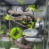 JSLZF Tree Frog Habitat with Terrarium Decor, Frog Climbing Swing