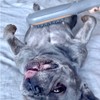 PAW WAVE Buzz Therapeutic Brush Vibration Pet Massager for Dogs