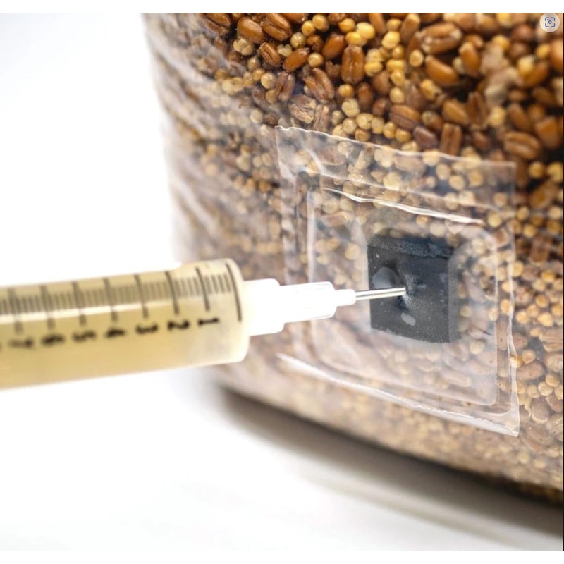 North Spore Organic Shiitake Mushroom Liquid Culture | Lentinula edodes