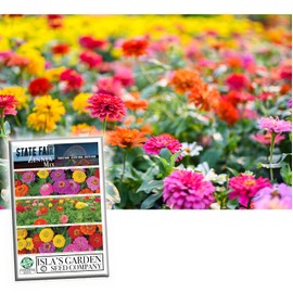 State Fair Mix Zinnia Flower Seeds for Planting, 100+ Seeds Per Packet, (Isla's Garden Seeds), Non GMO & Heirloom Seeds, Scientific Name: Zinnia elegans, Great Home Garden Gift