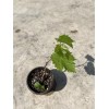 Kyoho Grape With Pot 6” Sweet Seedling Ready To Plant