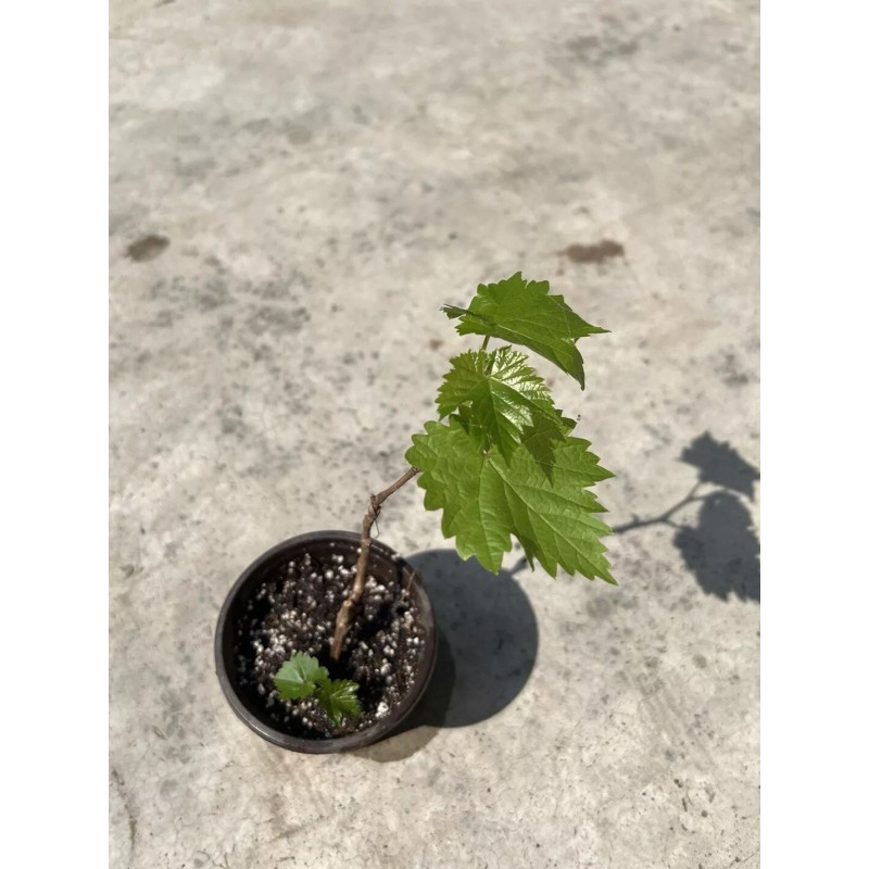 Kyoho Grape With Pot 6” Sweet Seedling Ready To Plant