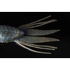 Jackall RV-Drift Claw Worm 4.0" RV Black