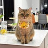 Hjvvr Pet Bib,Cat Collar Decoration,Adjustable Cat Scarf Neckwear with Bow