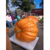seeds Giant Pumpkin Seeds 2023! Incredible Color And Shape! Howard