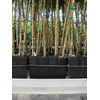 Stuewe & Sons – Mini Treepot Growing Kit - TP49
