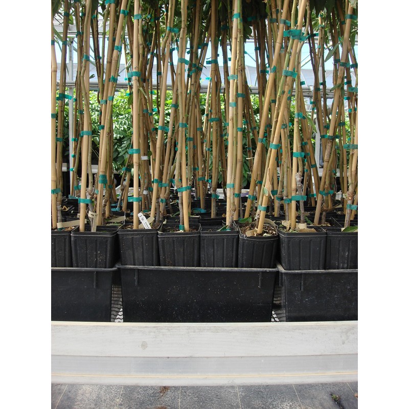Stuewe & Sons – Mini Treepot Growing Kit - TP49