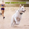 Petrainer Upgraded Model Rechargeable & Waterproof Remote Dog Training Collar