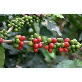 Café Sello Rojo Espresso | 100% Colombian Dark Roast Ground Arabica Coffee | Freshly Vacuum Sealed in Bricks | 10 Ounce (Pack of 12)