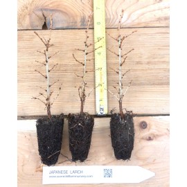 Scenic Hill Farm 3 Japanese Larch (Larix kaempferi) - Bonsai or Landscape 5 - 10  Inches Tall