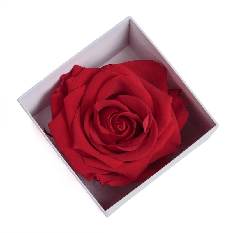 Infinity Rose Preserved Rose Box I Love You Gift for