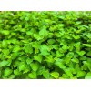 Home-Growth Fish Mint, Houttuynia Cordata, Chameleon Plant - 10 Bare