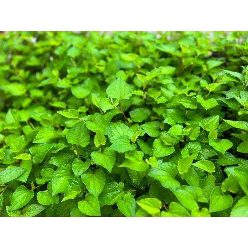 Home-Growth Fish Mint, Houttuynia Cordata, Chameleon Plant - 10 Bare