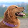 HSIGIO Padded Leather Dog Collar, Soft Breathable Adjustable Waterproof Dog