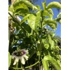 Passion Fruit Plant With Pot 8” Live Plant Ready To
