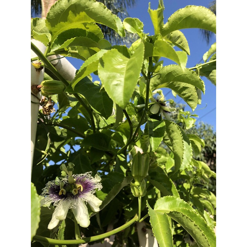 Passion Fruit Plant With Pot 8” Live Plant Ready To