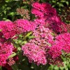 Anthony Waterer Spirea, Vibrant Color-Changing Flowering, Vibrant Foliage, Deciduous, Compact,