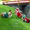 Clysee 10 Pcs Guinea Pig Clothes, 5 Guinea Pig Costume