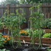 Thealyn 56" Tall Metal Plant Trellis, Climbing Plant Support, 4