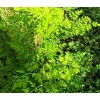 Buy Rare Seeds Moringa oleifera PKM2 | 5_Seeds