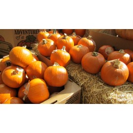 Pumpkin SUGAR PIE PUMPKIN SEEDS * SWEET FOR PIES * SMALL & ROUND *  7 SEEDS *