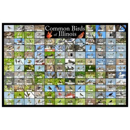 Where's Wildlife Birds of Illinois Bird Chart - Nature Collage Bird Poster | 136 Bird Species Identified | Backyard Bird Guide (12" x 18")