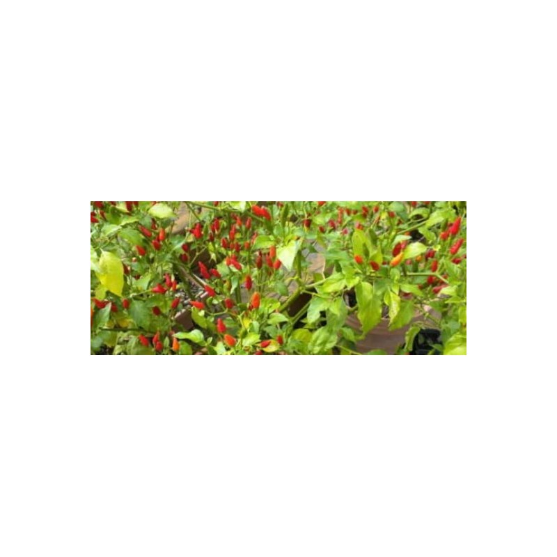 Bird's Eye Chili Pepper 25+ Seeds (Very Hot) Siling Labuyo