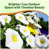 Outsidepride Ensign White Morning Glory Seeds - 2000 Pcs. Annual,