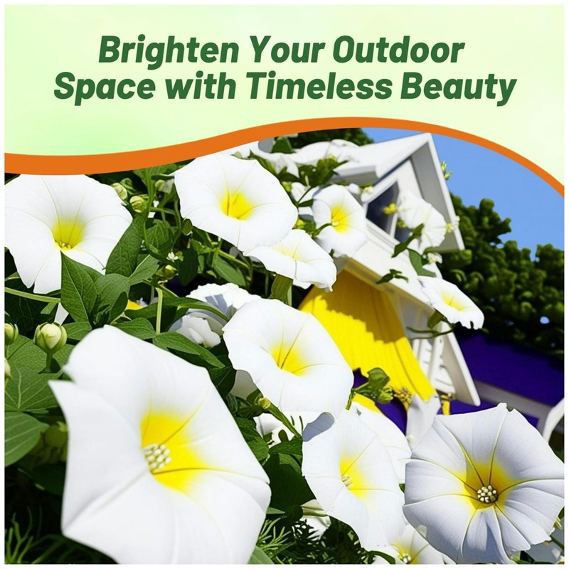 Outsidepride Ensign White Morning Glory Seeds - 2000 Pcs. Annual,