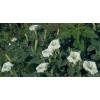 Buy Rare Seeds Datura wrightii | 10_Seeds