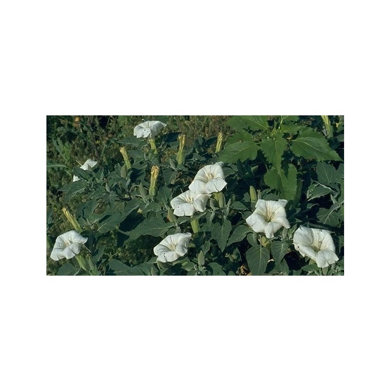 Buy Rare Seeds Datura wrightii | 10_Seeds