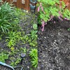 Mini Action/Hula Hoe Carbon Steel Weeding Garden Soil Digging Pole