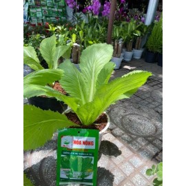 Unbranded Hạt Giống Cải Bẹ Xanh Lá To , Gói 20grams. + Free Gift