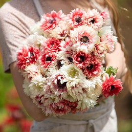 Anemone Bulbs - Elizabeth's Mix - 20 Bulbs - Mixed Flower Bulbs, Corm Attracts Bees, Easy to Grow & Maintain, Container Garden