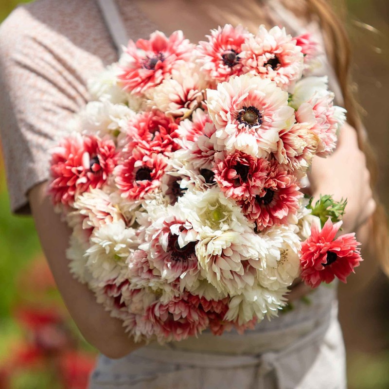 Anemone Bulbs - Elizabeth's Mix - 20 Bulbs - Mixed