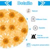 PATIKIL Pack of 48 Dried Pressed Flowers Natural Dried Daisy