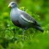 NITEHAWK 2 x Painted Full Body Pigeon Decoy Shell Hunting