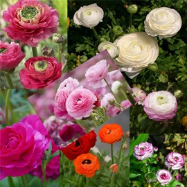 Garden Plant Seed Flower Seed 100+ Mixed Color Flowers Ranunculus Seeds Asiaticus Persian Buttercup Ranunculus Flowers Seeds Light Fragrant