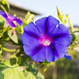Purple Morning Glory Seeds Ipomoea Purpurea Ornamental Annual Fast Growing Cover Fences Trellises Outdoor 100Pcs Flower Seeds by YEGAOL Garden