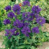 Outsidepride Bellflower Campanula Glomerata Superba Plant Seed - 1000 Seeds