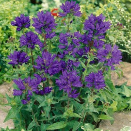 Outsidepride Bellflower Campanula Glomerata Superba Plant Seed - 1000 Seeds