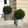 Green Promise Farms BUXUS Micro. `Sprinter` (Boxwood) Evergreen, 3 Size