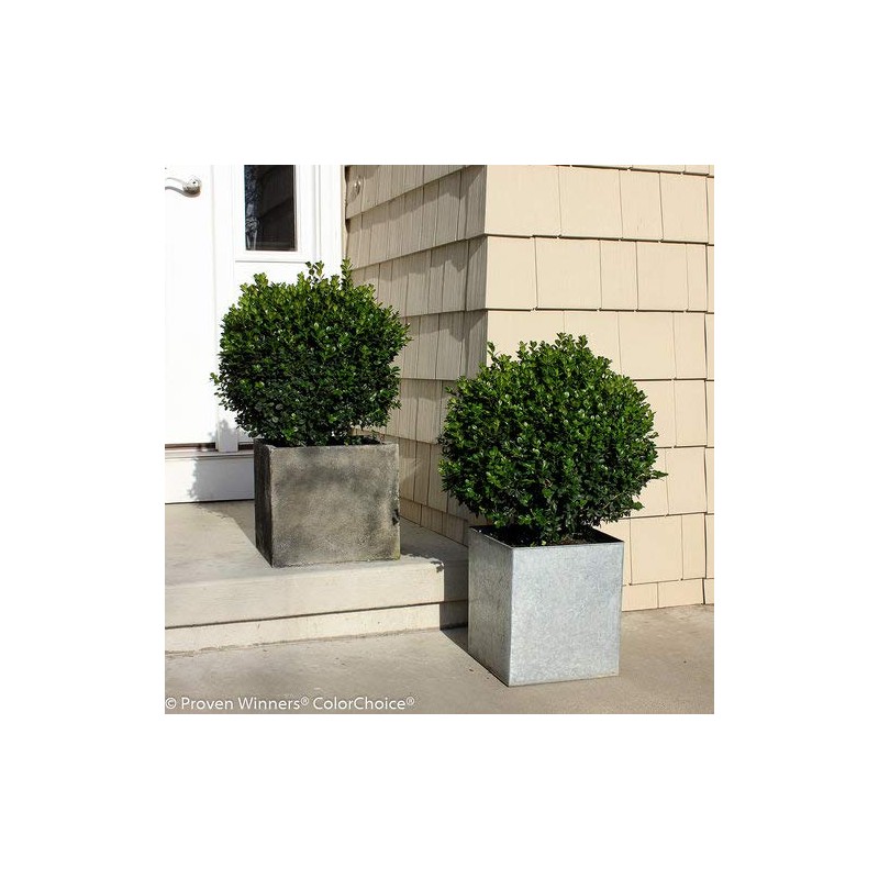 Green Promise Farms BUXUS Micro. `Sprinter` (Boxwood) Evergreen, 3 Size