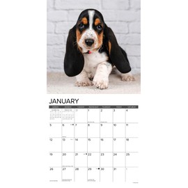 Willow Creek Press Basset Hound Puppies Monthly 2025 Wall Calendar (12" x 12")