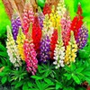 Lupine Flower Mix Quaker Bonnets Bluebonnet Wildflower 50 Seeds for