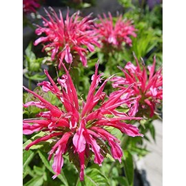 American Beauties Native Plants Monarda 'Raspberry Wine' (Bee Balm) Perennial, 2-Size Container, deep Pink Flowers