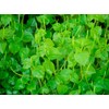 2000+ Seeds Crab Claw Herb Seeds rau cang cua Pepper